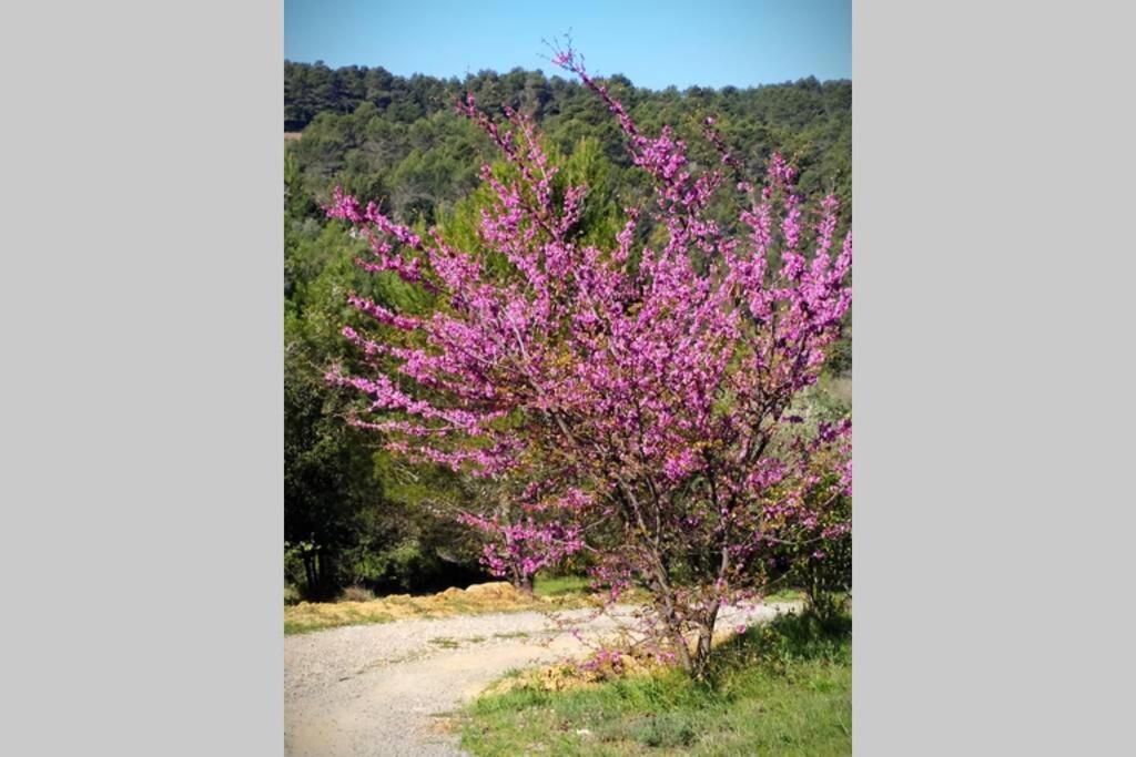 Вілла L'Arbre A Soleil Aigues-Vives  Екстер'єр фото