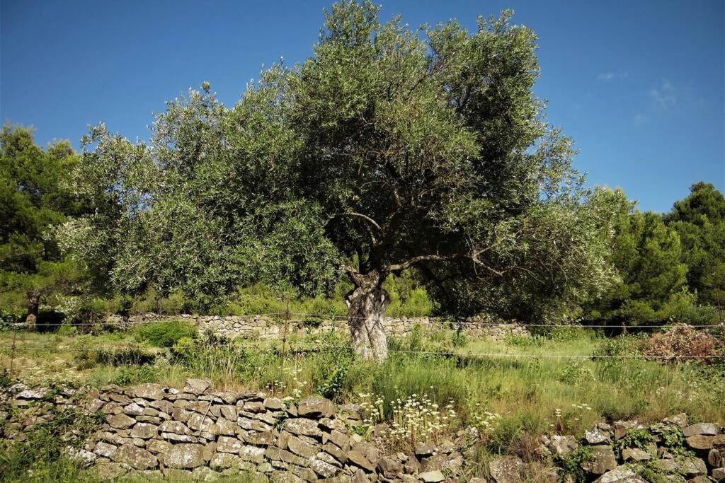 Вілла L'Arbre A Soleil Aigues-Vives  Екстер'єр фото